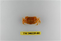 藏品(達觀澤蟹)的圖片